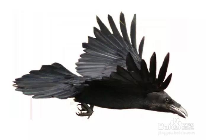 PS:合成人物幻化成老鹰的瞬间效果图