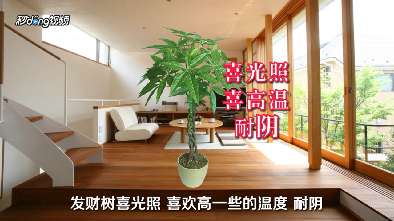 室内大型盆栽植物