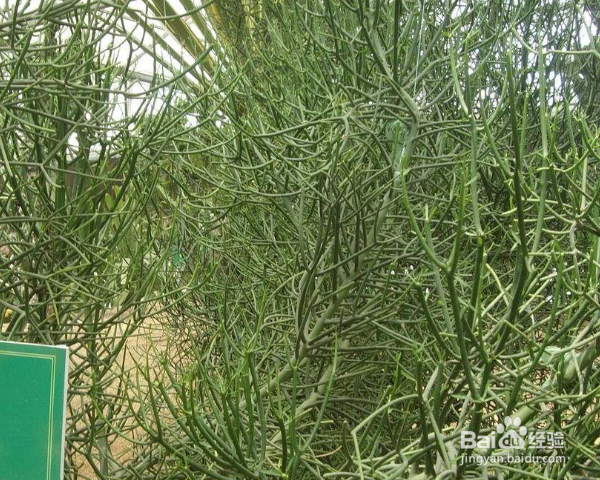 光棍树怎么养殖？