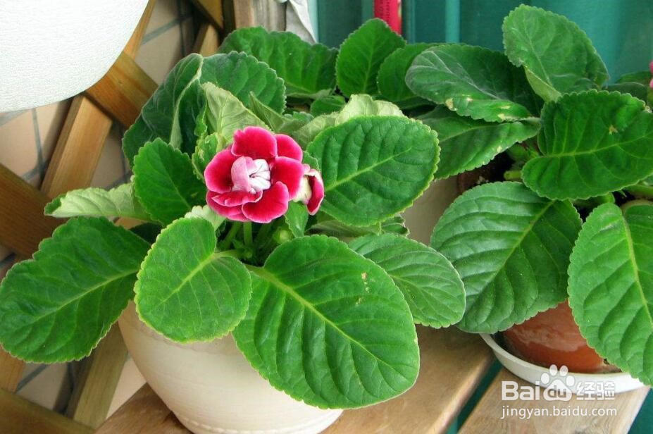 大岩桐怎么养 大岩桐养殖方法