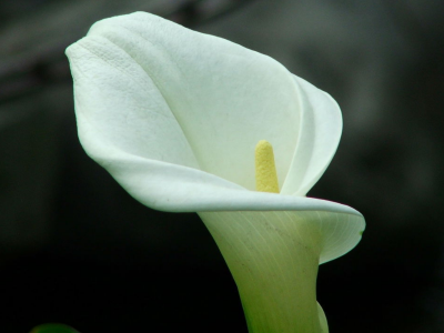 什么花的颜色是白色的