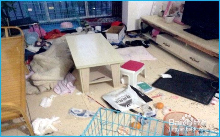 新手怎么养哈士奇