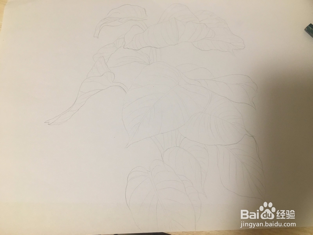 大叶绿萝线描画