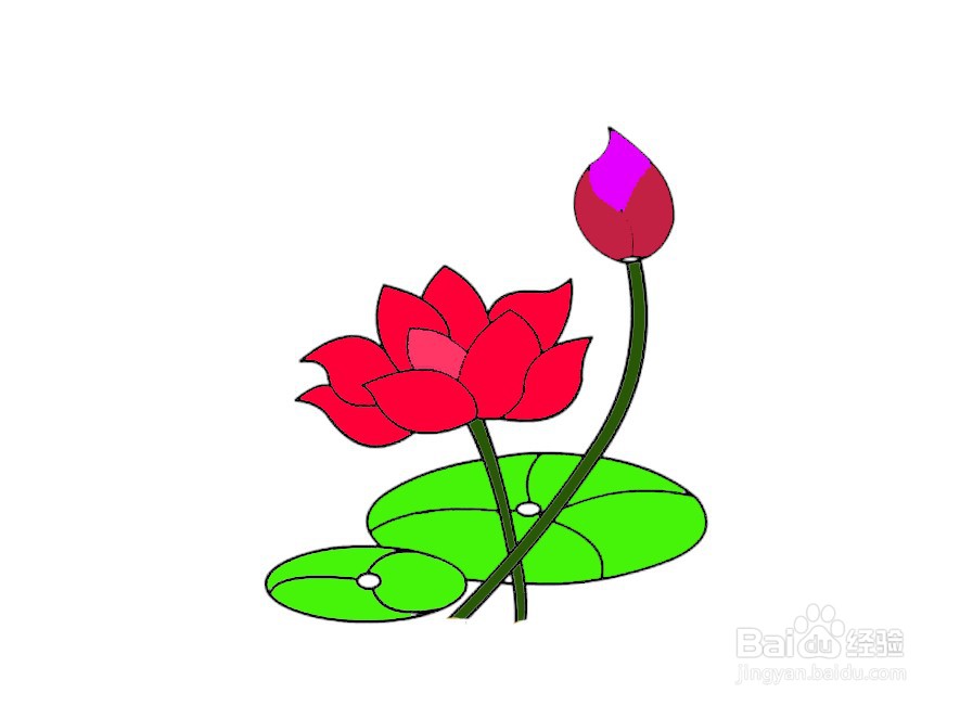 荷花简笔画 分步画法