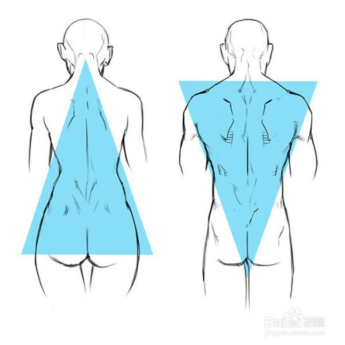 如何正确掌握男女背部区别画法?