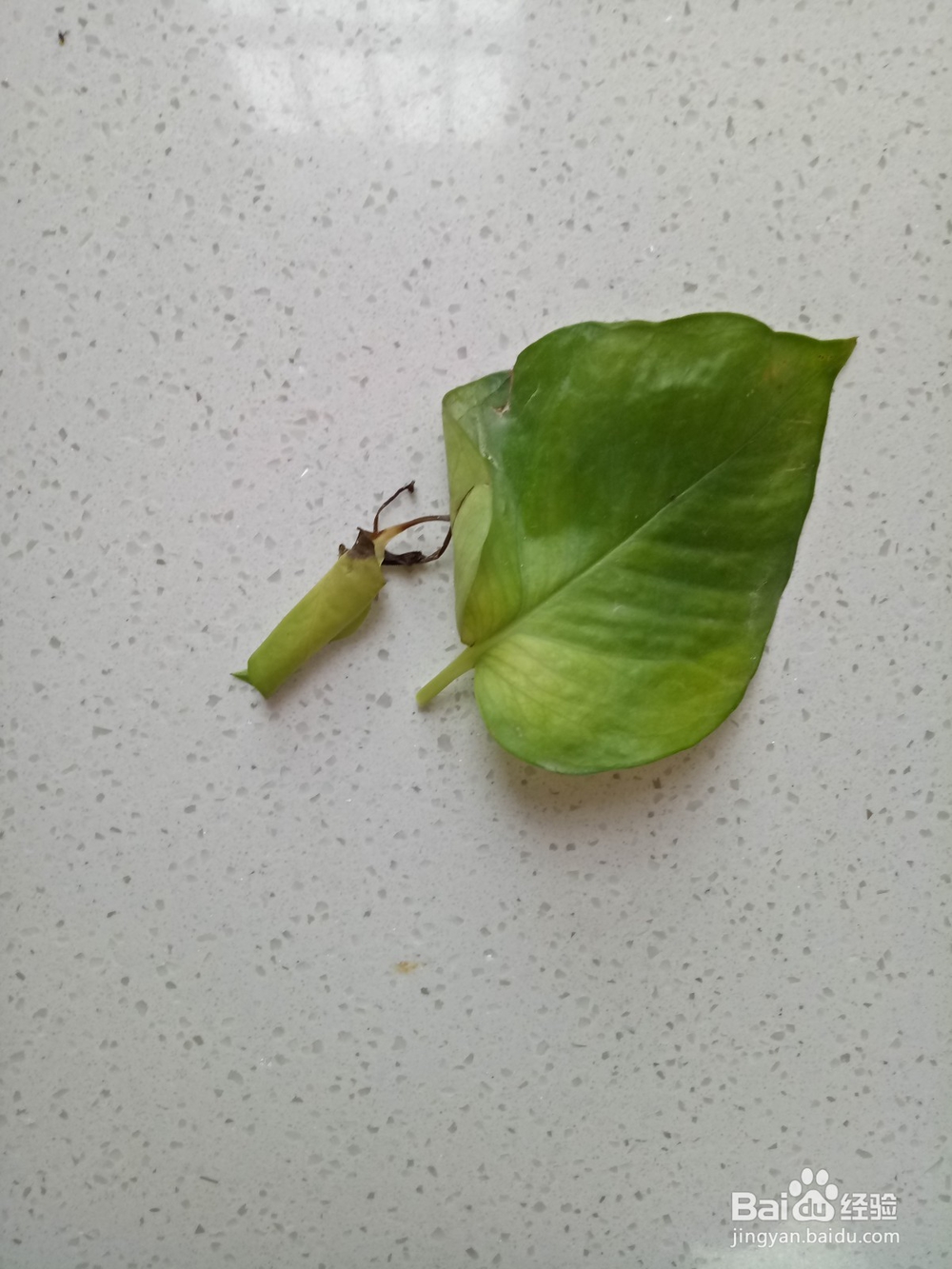 绿萝怎么养才不黄叶