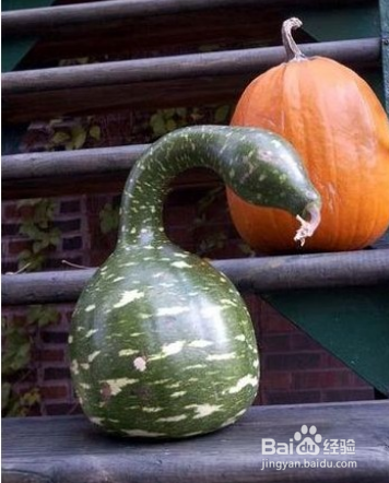 葫芦的各型分类