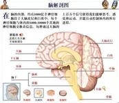 什么原因导致美尼尔综合症