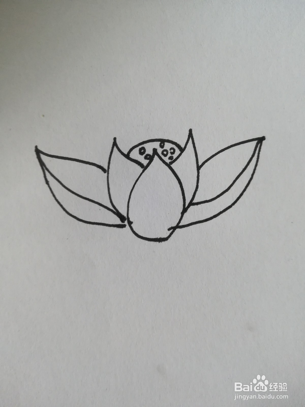 怎么画荷花的简笔画，荷花的简笔画