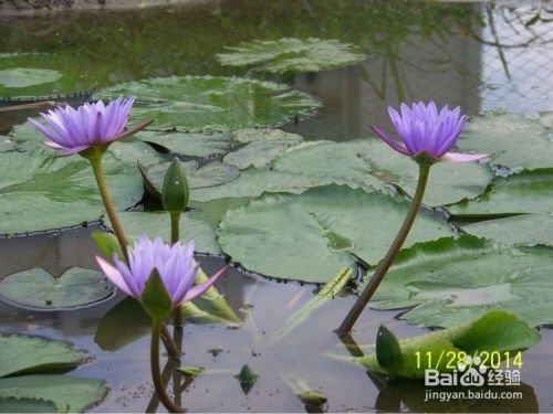 香水莲的种植方法 百度经验 香水莲的种植方法 百度经验