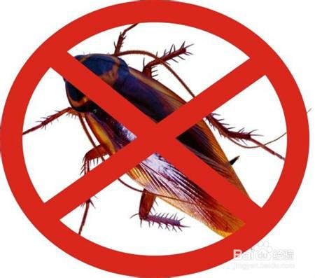 居家扑杀与预防蟑螂攻略