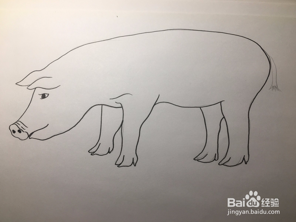 简笔画：猪的画法 幼儿简笔画
