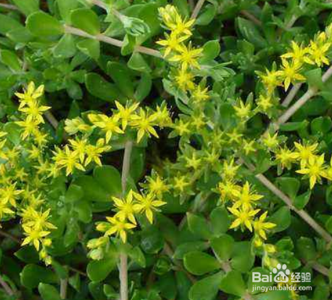 垂盆草有什么繁殖方法