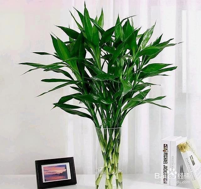 怎么养富贵竹才不会黄叶