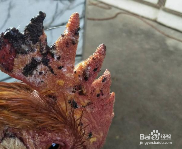 鸡冠长疙瘩怎么回事？