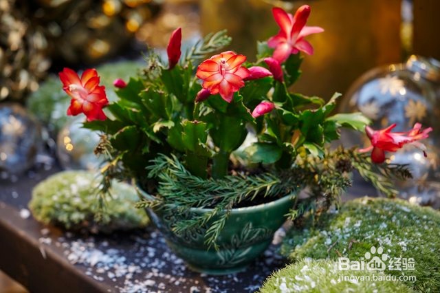 哪些家养植物对狗狗无害