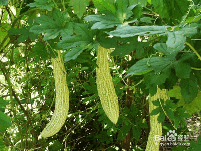 种植苦瓜的要点