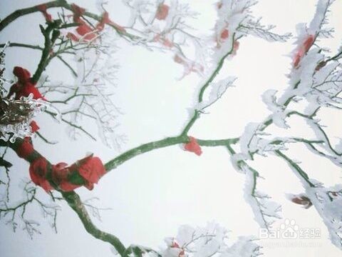 国画冰花怎么画