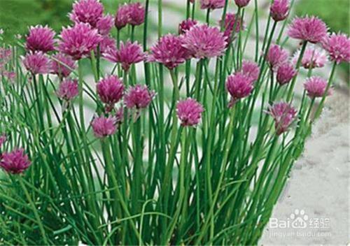 虾夷葱的种植方法