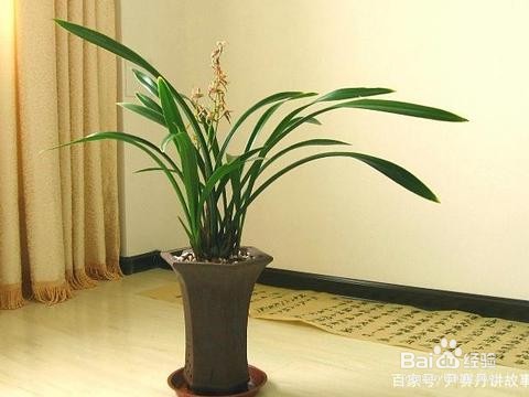 墨兰如何配花盆底座