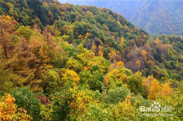 中原第一峰 遍山色正浓 要想赏红叶 还是龙峪湾