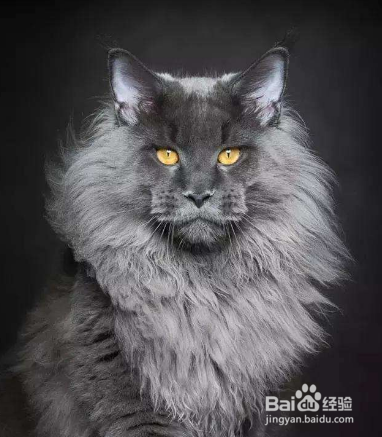 如何鉴定真假缅因猫
