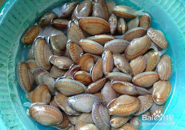 花蛤的营养价值及功效