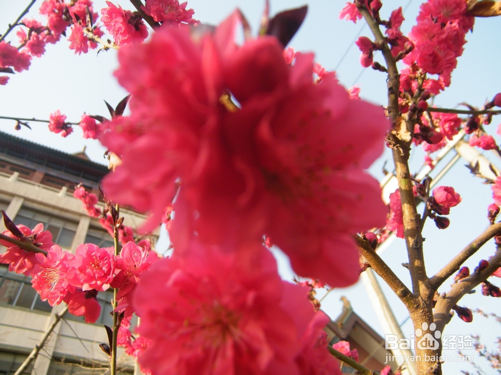 美丽的兰州：[2]春季花朵一景