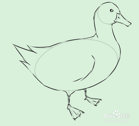 怎样画鸭子如何画白鸭子铅笔画