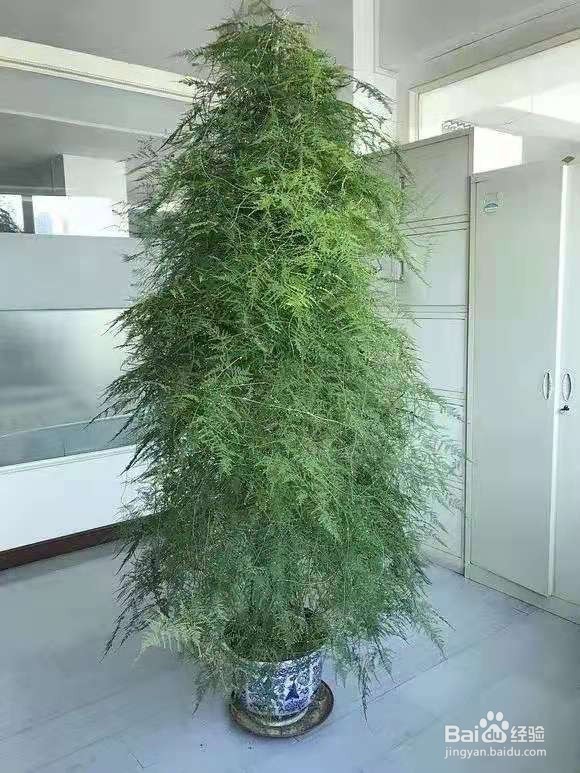 不管有钱没钱，客厅要放3种花，杀病菌促健康