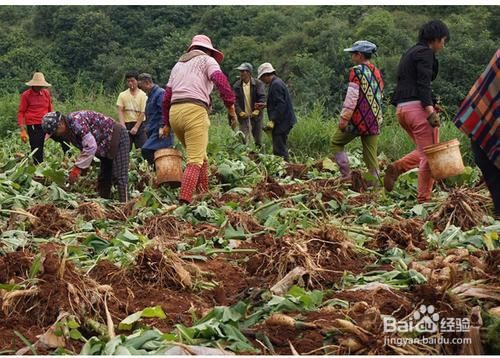 雪莲果种植方法