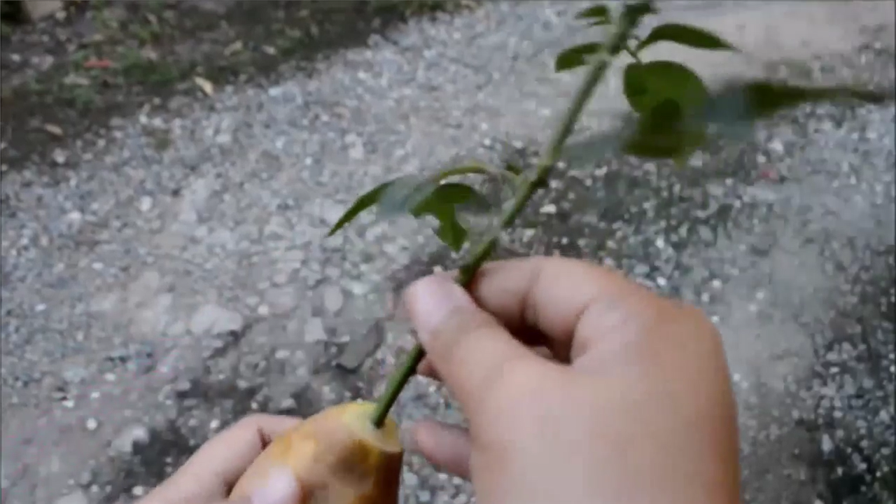 怎样利用土豆插接玫瑰