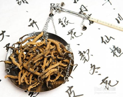 冬虫夏草的功效与作用及食用方法,全方位了解它