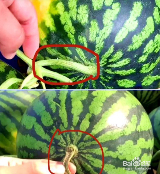 西瓜怎么挑最甜