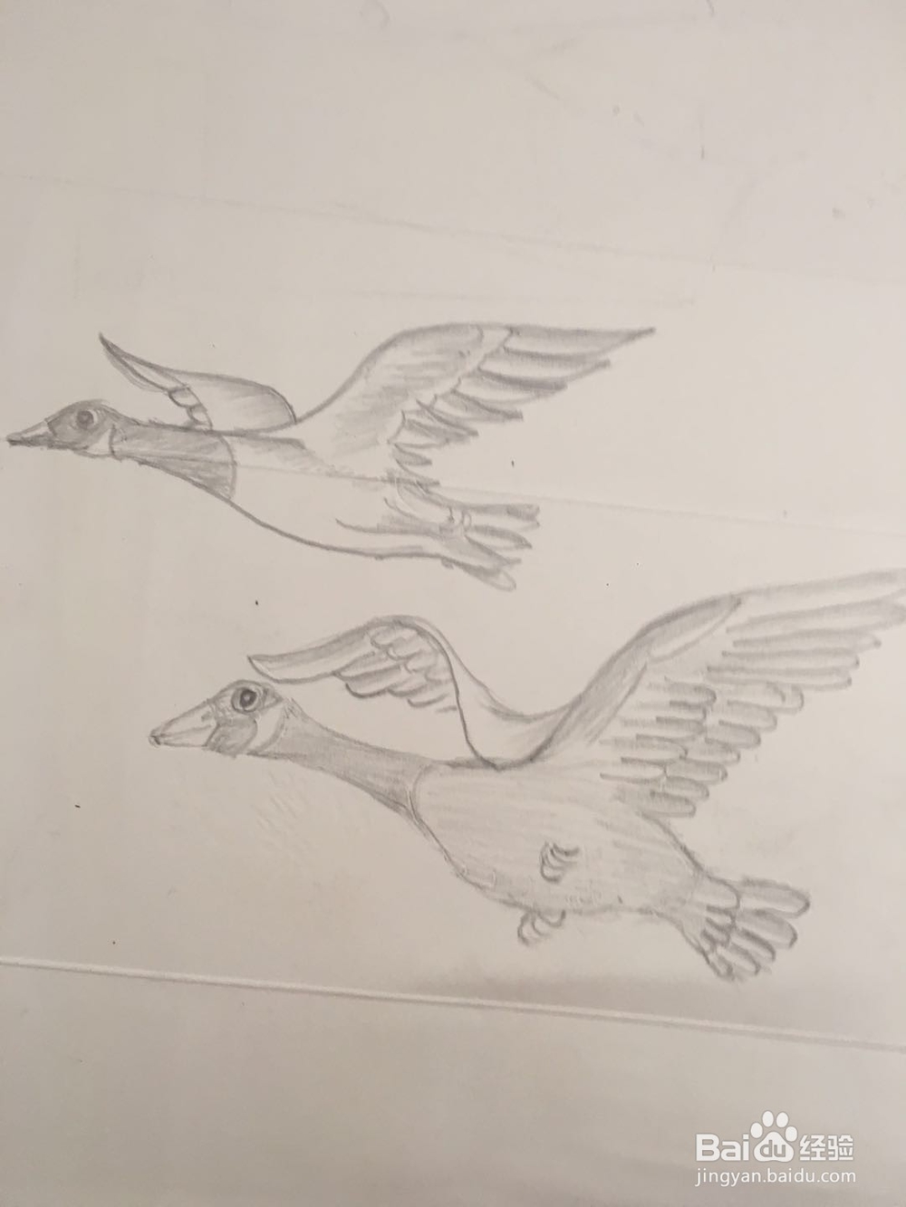 大雁的简笔画怎么画