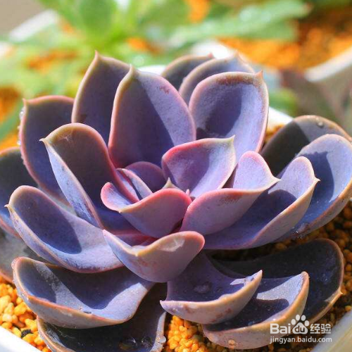 如何培育新买紫珍珠?