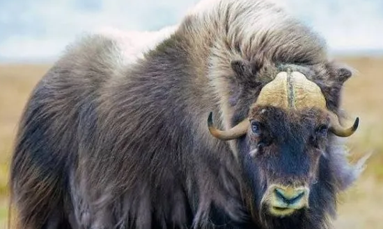 冬天的动物有哪些