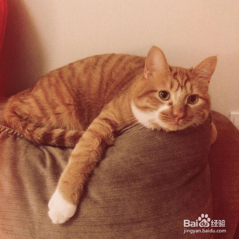 猫得了猫藓怎么办