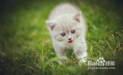 如何正确网购英国短毛猫？