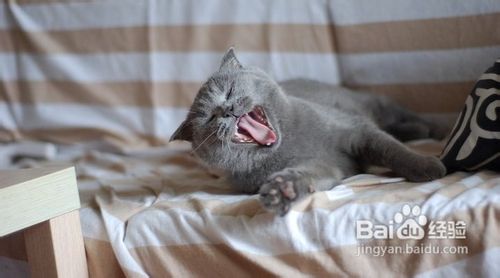 英国短毛猫产生要如何护理
