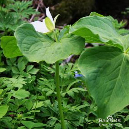 延龄草的培育方法和注意事项