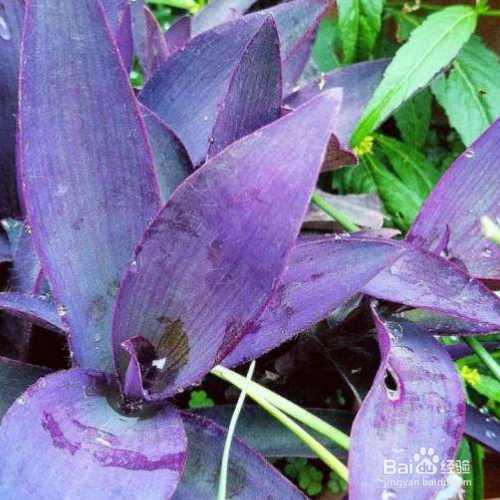 紫鸭趾草的养殖方法和注意事项