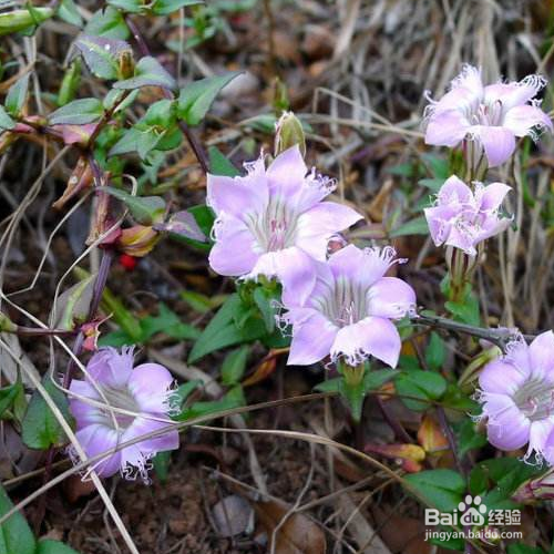 该如何养殖红花龙胆