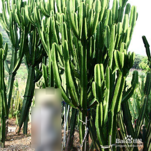 大戟阁锦怎么繁殖？