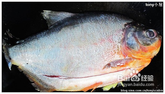 煎鱼不粘锅的秘诀----红烧鳊鱼