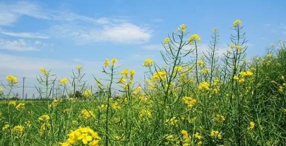 表达春天的诗句有哪些