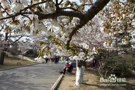 2017年赏樱花公略 哪里可以看樱花
