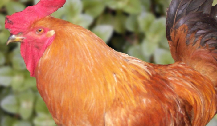 鸡为什么不会飞