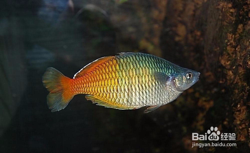 更年期吃什么能抗衰老？