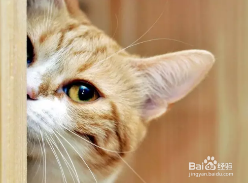 对很多养宠物家庭来说，怀孕了能不能养宠物？